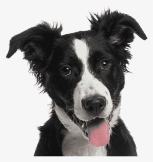 Cat Dog - Border Collie #40354