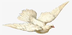 Swallow And Dove - Holy Spirit Dove With Transparent Background #40376