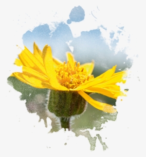 Arnica Flower In Watercolor - Watercolor Painting #40950