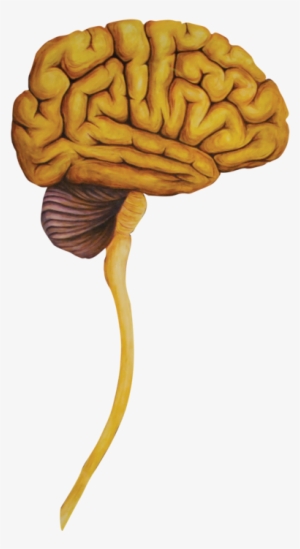 06 Heads Lateral Brain-01 #41288