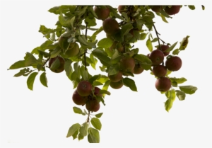 Tree Branch Png Photos - Apple Tree Branch Png #41347