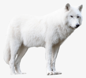 Free Png Wolf Png Images Transparent - White Wolf Png Hd #41391