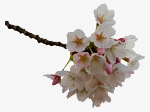 This Free Icons Png Design Of Cherry Blossom #41555