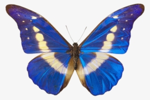 Butterfly Png Picture - Butterfly Wings #41969