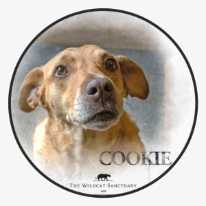 Lemon Clip Art #41993