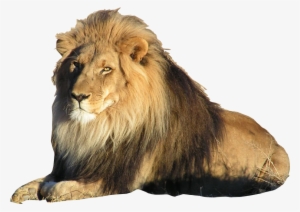 Best Free Lion Png Picture - Lion With Transparent Background #42035