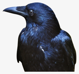 Crow Png Transparent Image - Portable Network Graphics #42256