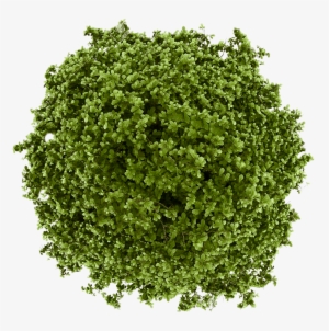 Pin By Qo - Trees Top View #42439