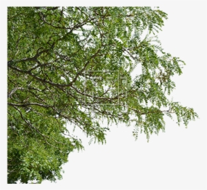 Tree Branches Png Jpg Royalty Free Download - Foreground Tree Cutout #43211