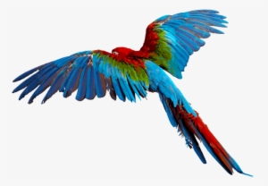Macaw Png Transparent Macaw - Parrot Transparent Background #43231