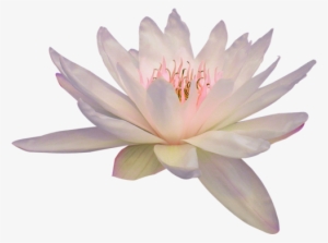 Transparent Flowers Lotus - Lotus Flower Png #43352