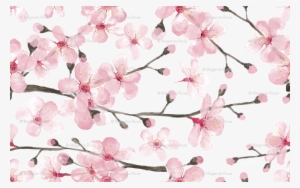 Cherry Blossom Watercolor // Cherry Blossom Floral - Cherry Blossom Watercolor Png #43559