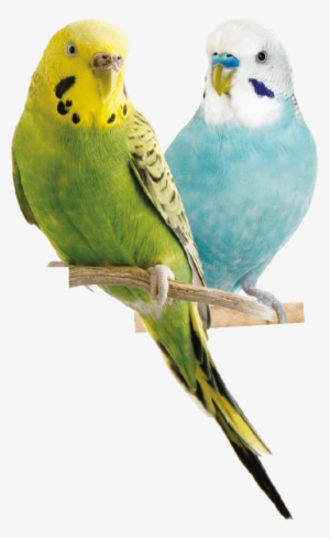 Free Png Parrot Png Images Transparent - Parrot Png #43795
