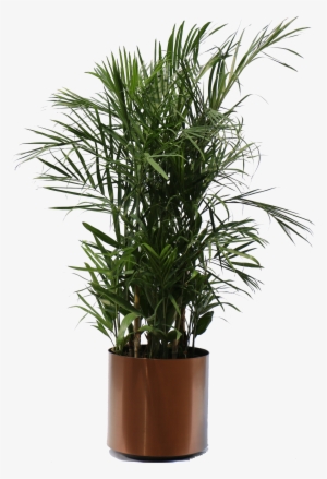 Inside Look - - Transparent Indoor Tree Png #44224