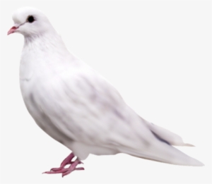 Isolated Photos Of Dove - Pigeon Png #44654