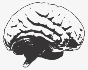 "brain" - White Brain Transparent Background #44697