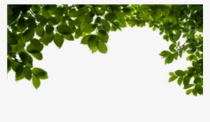 Branch Png File - Png Format Hd Background Png #44715