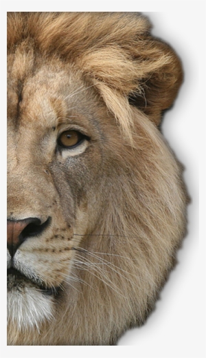 Browse And Download - Lion Face Png Hd #44780