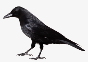 Free Png Crow Png Images Transparent - Black And White Image Of Crow #44843
