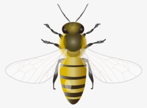 201109 Honey Bee - Honey Bee Png #45072