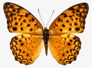 Butterfly Png #45142 Butterfly Png #45142
