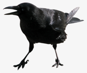 Crow Transparent Png Image - Transparent Crow #45516