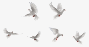 Bird Rock Dove Flight - Dove #45586 Bird Rock Dove Flight - Dove #45586