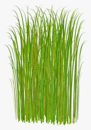 Png Grass Clipart Transparent - Tall Grass No Background #46409