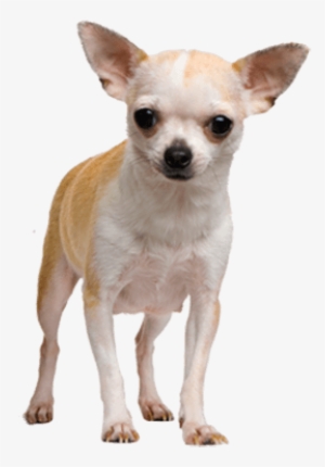 Chihuahua Face Dog - Chihuahua Png #46782