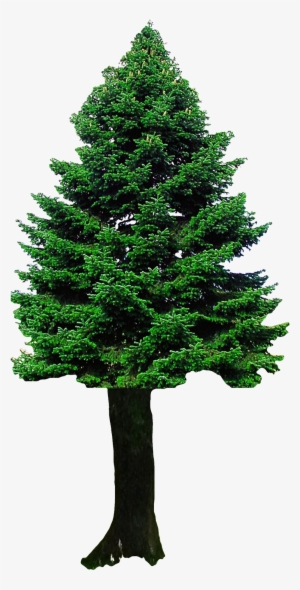 Transparent Background Tree Clipart #46799