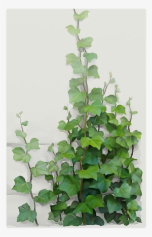 Watercolor Vines, Climbing Plant Zoom Poster 23*36 - Creeper Plants And Paintings #46882
