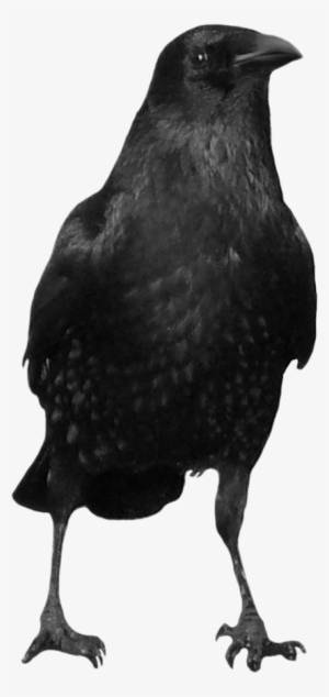 Image The Pinterest Crows - Crow Png #46958