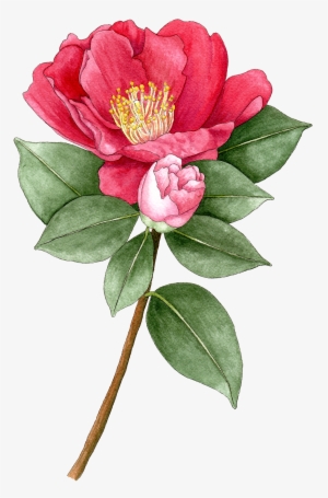 Camellia Sasanqua - Sasanqua Camellia #47095