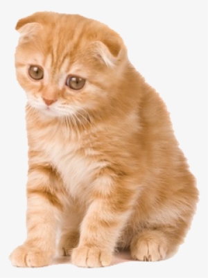 Kitten Png Clipart - Sad Orange Cat #47356