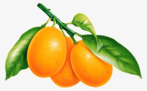 Orange Png #47451