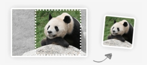 Smart Image Resize Api - Tiny Jpg #47519