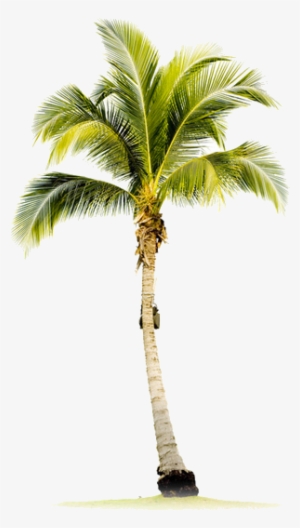 Palmtree-1 - Single Palm Tree #47612