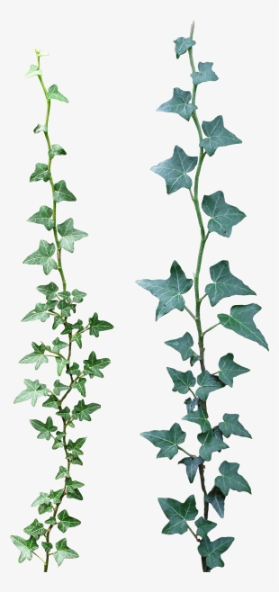 Ivy Drawing Rose - Ivy Png #47655