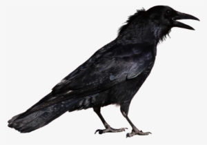 Crows Are Members Of A Widely Distributed Genus Of - Crow Png #47699