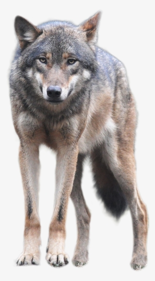 Banner Black And White Stock Png Image Free Picture - Wolf Png #47700