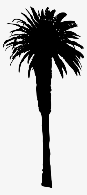 Free Png Palm Tree Png Images Transparent - Portable Network Graphics #47992