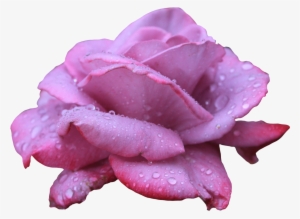 Image - Purple Pink Rose Png #48071
