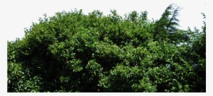 By Aledjonesdigitalart On Deviantart - Stock.xchng #48177