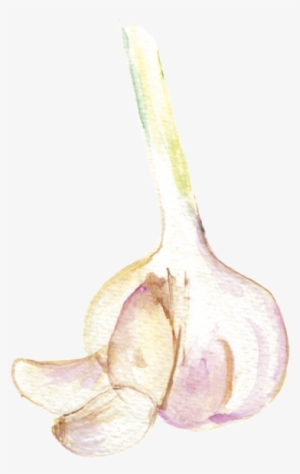 File - 大蒜garlic - Watercolor Garlic Png #48458