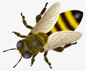 Bee Png #48650