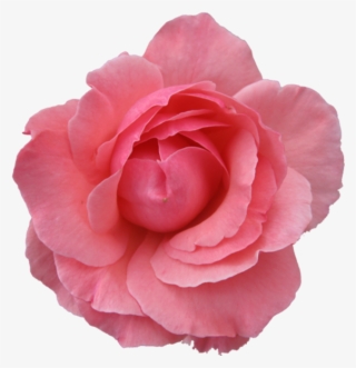 Pink Flower Transparent Background #49062