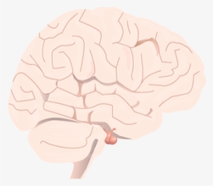 201405 Pituitary Gland In Brain - Pituitary Disease #49085