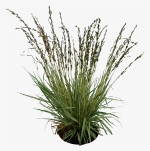 Favourites By Paulocesarsouza On - Grass Plant Png #49386
