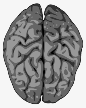 Free Vector Grey Brain Clip Art - Brain And Spinal Cord Clipart #49459