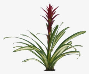 Plants Png Transparent - Long Plants Png #49990